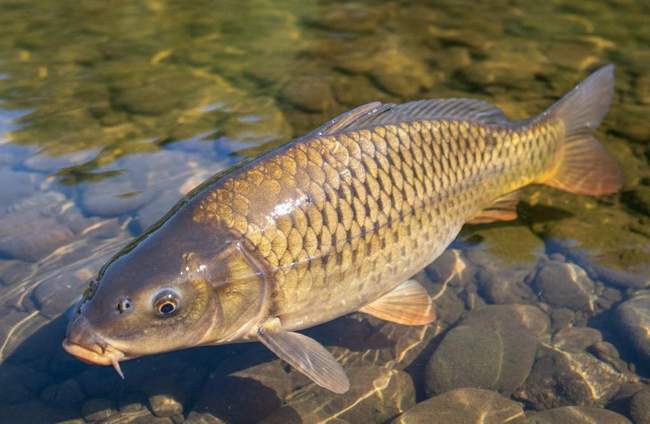 Календар рибака