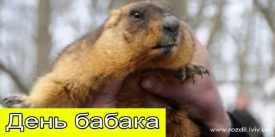 🌻 День Бабака