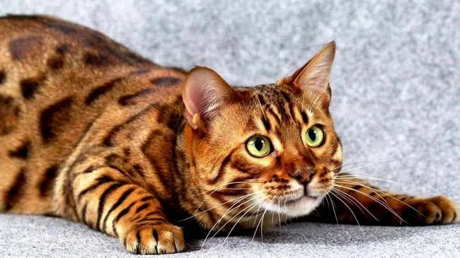 Міжнародний день кота