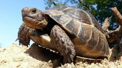 🐢 Всесвітній день черепахи