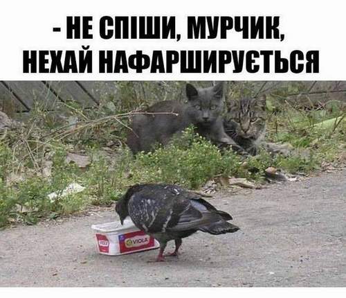 Анекдоти в картинках