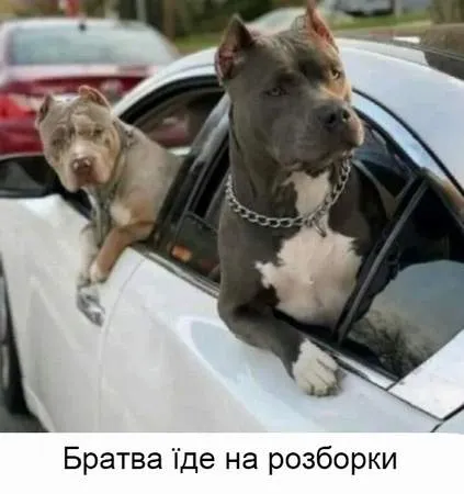 Анекдот у картинці №1435