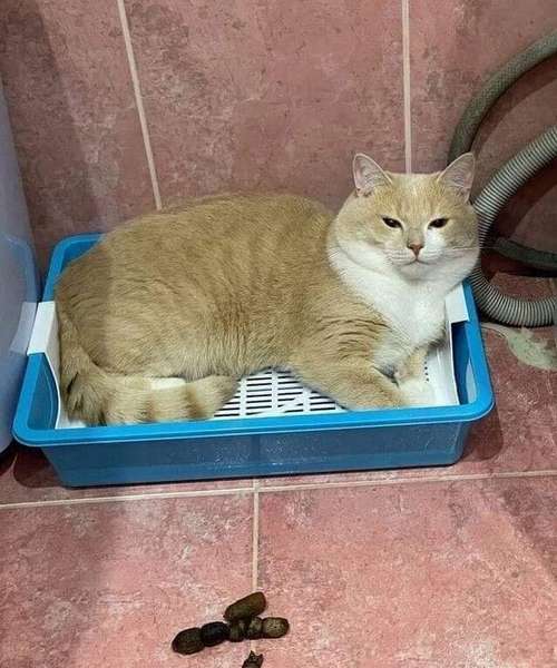 Анекдоти в картинках