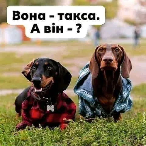 Анекдот у картинці №204