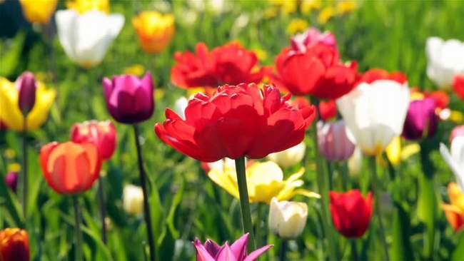 Цитати квіти Цитати квіти