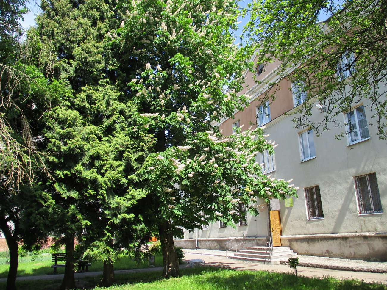 💮 В Новому Роздолі цвітуть каштани