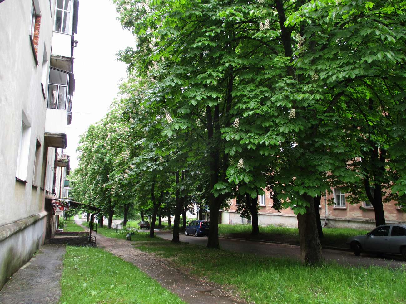 💮 В Новому Роздолі цвітуть каштани