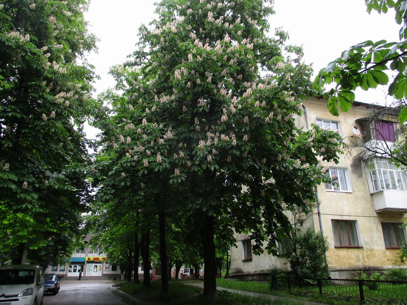💮 В Новому Роздолі цвітуть каштани
