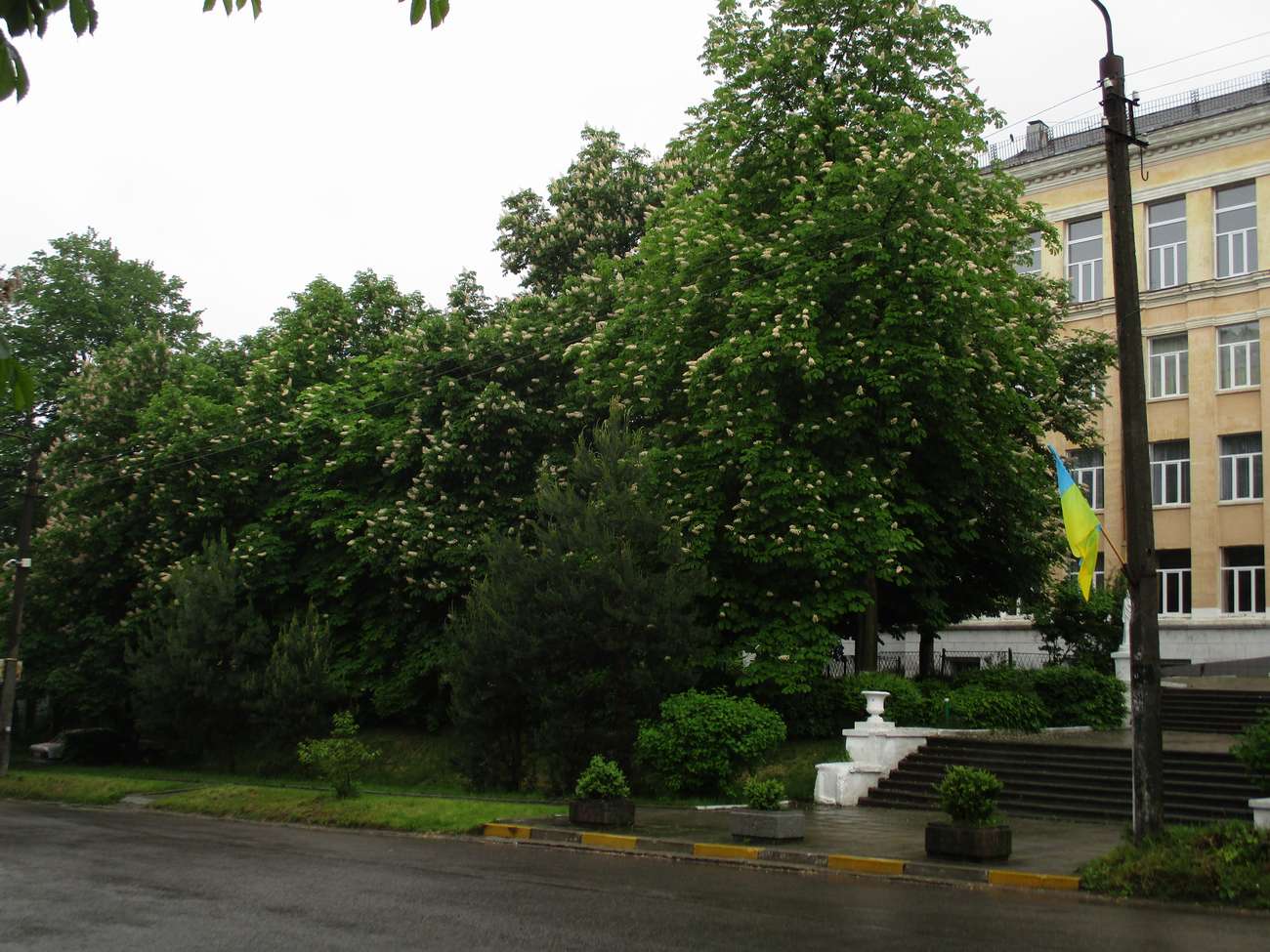 💮 В Новому Роздолі цвітуть каштани