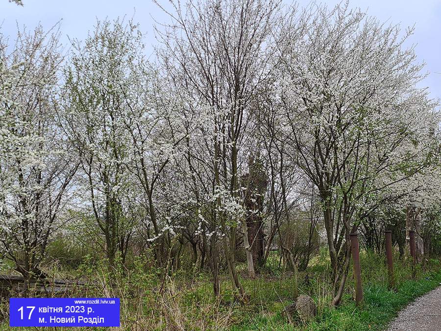 Новий Розділ, 17 квітня 2023 р.